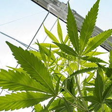 カンナビスビジネスとは